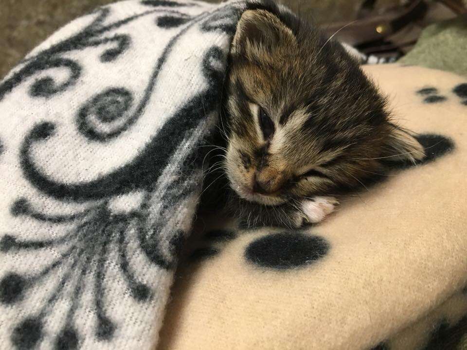 Tiny kitten sleeping on blanket