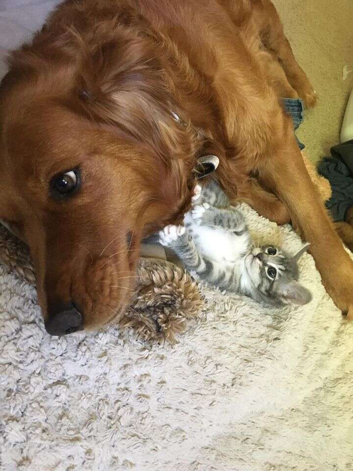 Dog and kitten cuddling together