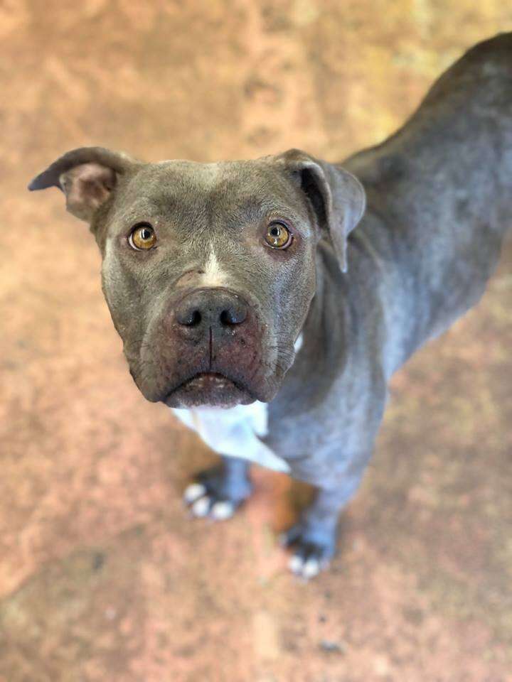 Portrait of rescued pit bull