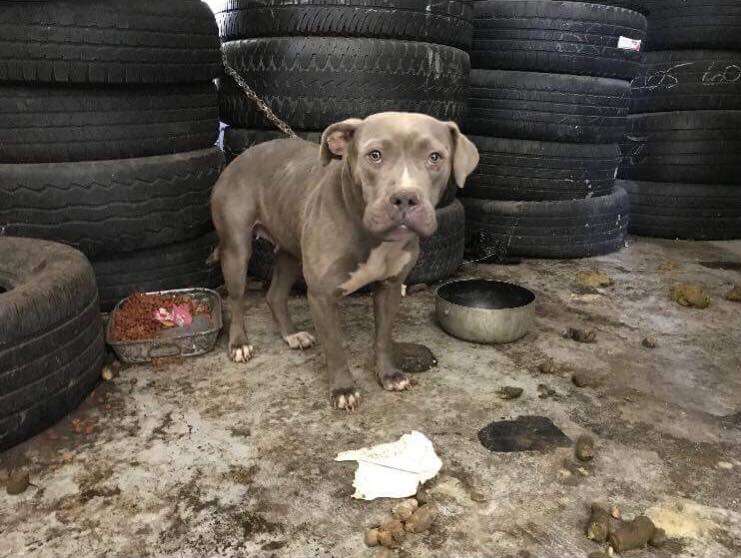 Abandoned dog in old tire shop