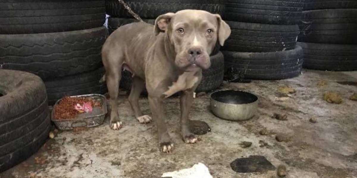 Realtor Finds Pit Bull Chained Up In Abandoned Tire Store - The Dodo
