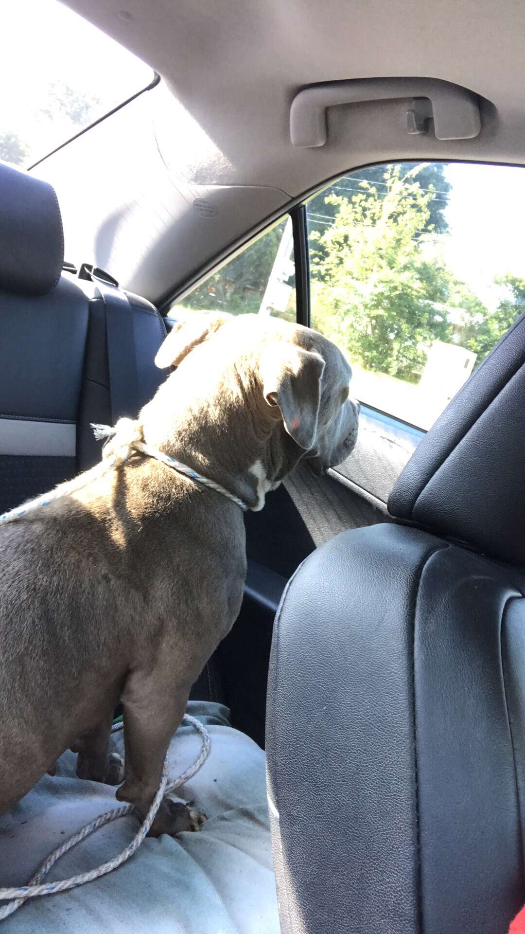 Dog riding in back of car