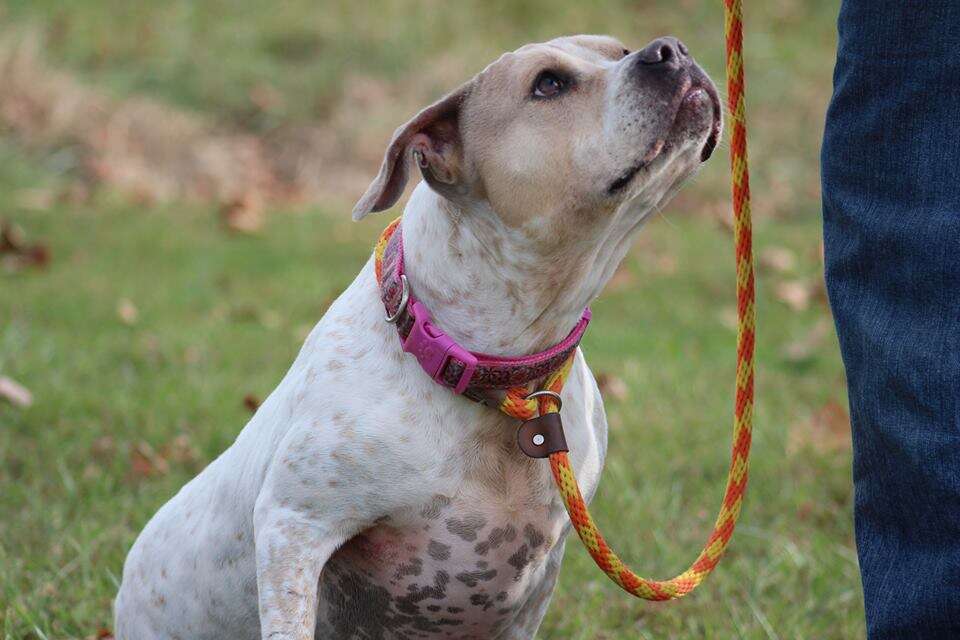 Bulldog mix on leash