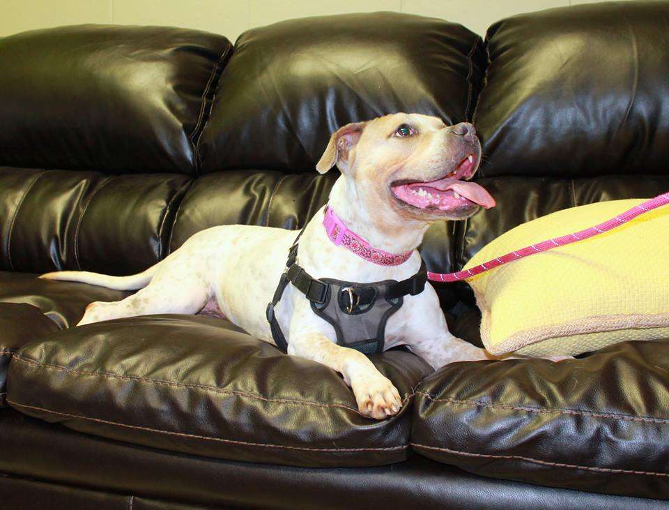 Bulldog mix sitting on couch