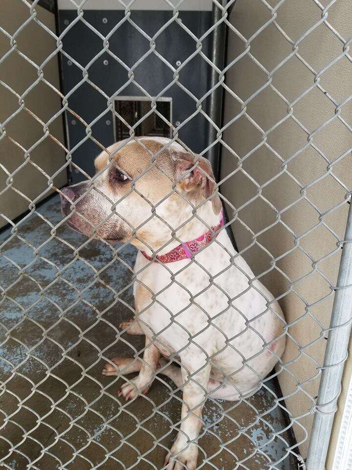 Shelter dog in kennel