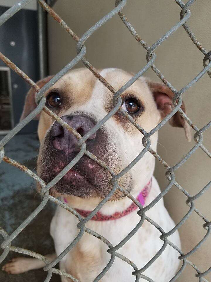 Bulldog mix inside kennel at shelter