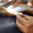 Squirrel Who Got Electrocuted Gets CPR