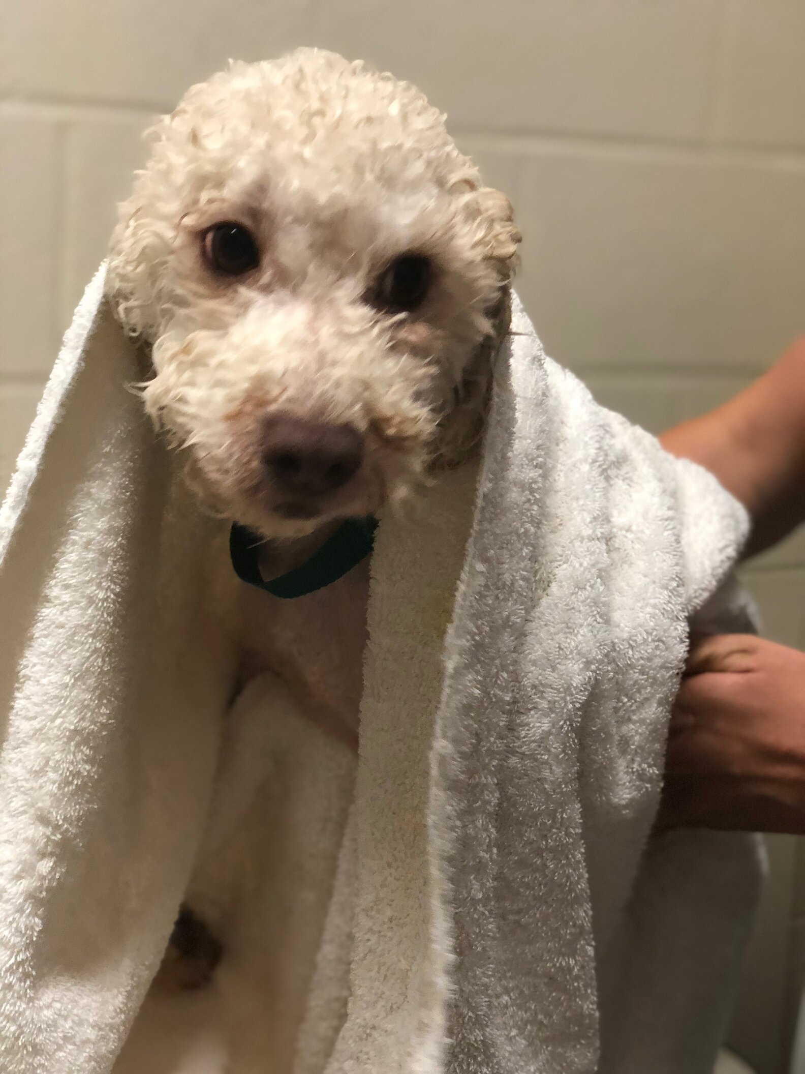 Poodle Abandoned In Shelter Parking Lot With Heartbreaking Note - The Dodo