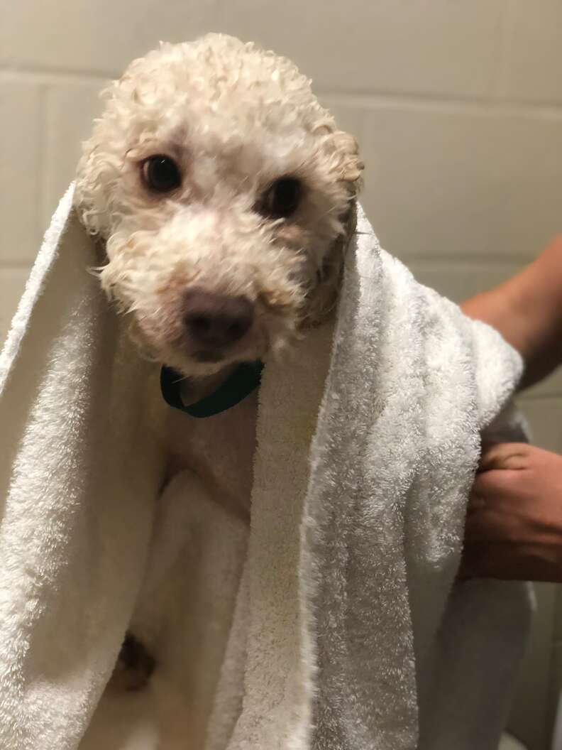 Lee the poodle gets a bath