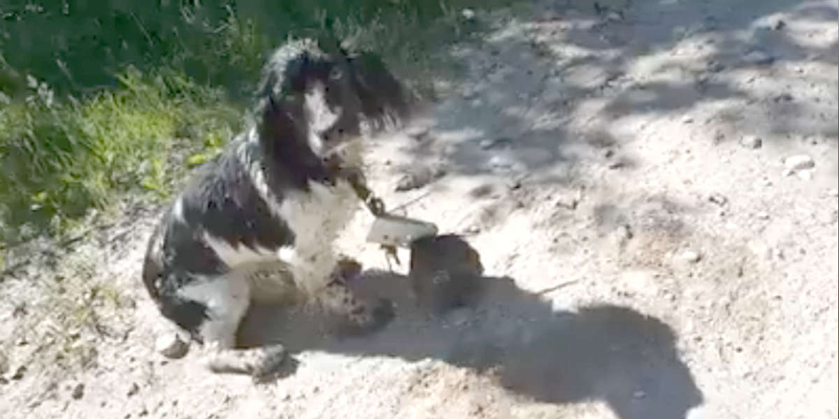 Dog With Anchor Around Neck Survives Drowning Attempt - The Dodo