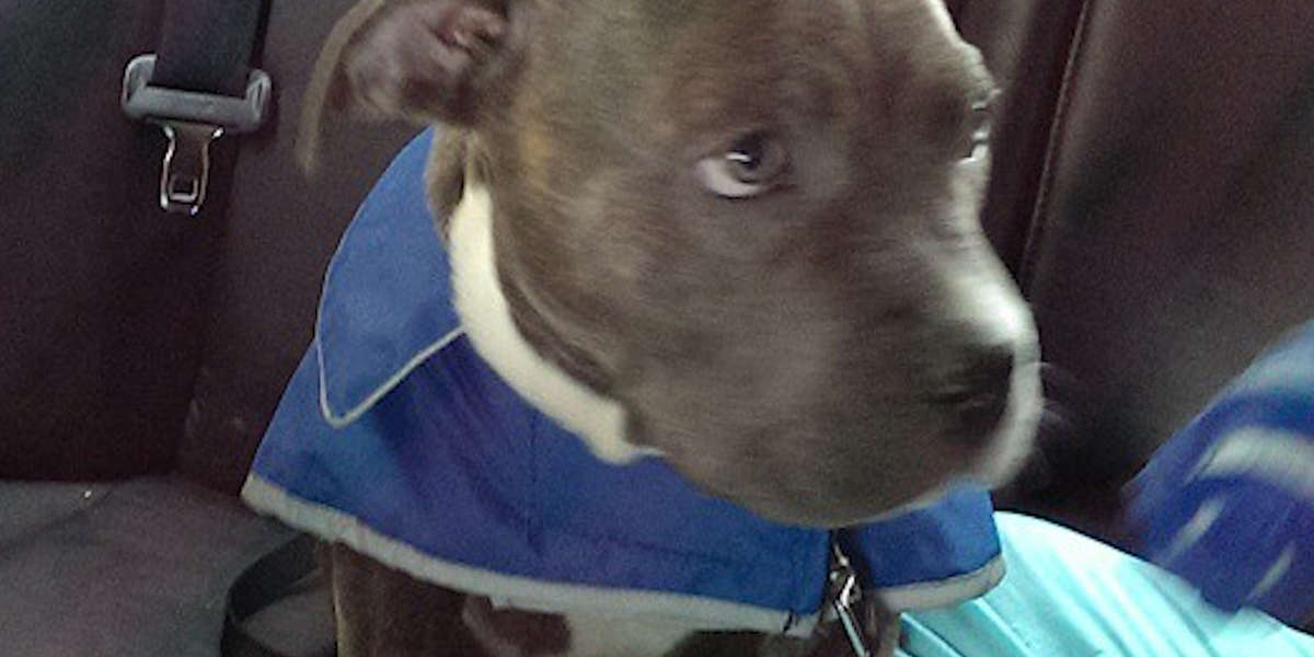 Rescue Dog Is So Spoiled By His New Parents - Videos - The Dodo