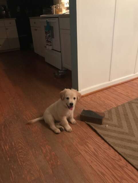 puppy falls in love with a brick