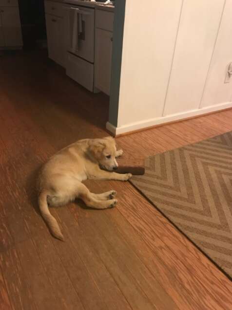 puppy falls in love with a brick