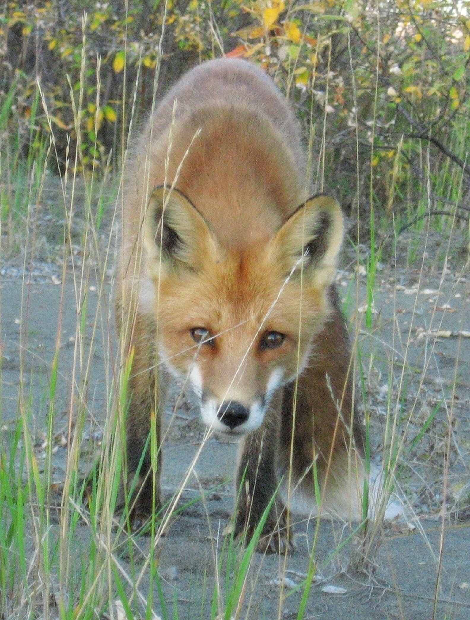 Why Gates of the Arctic National Park Is Worth Visiting Thrillist