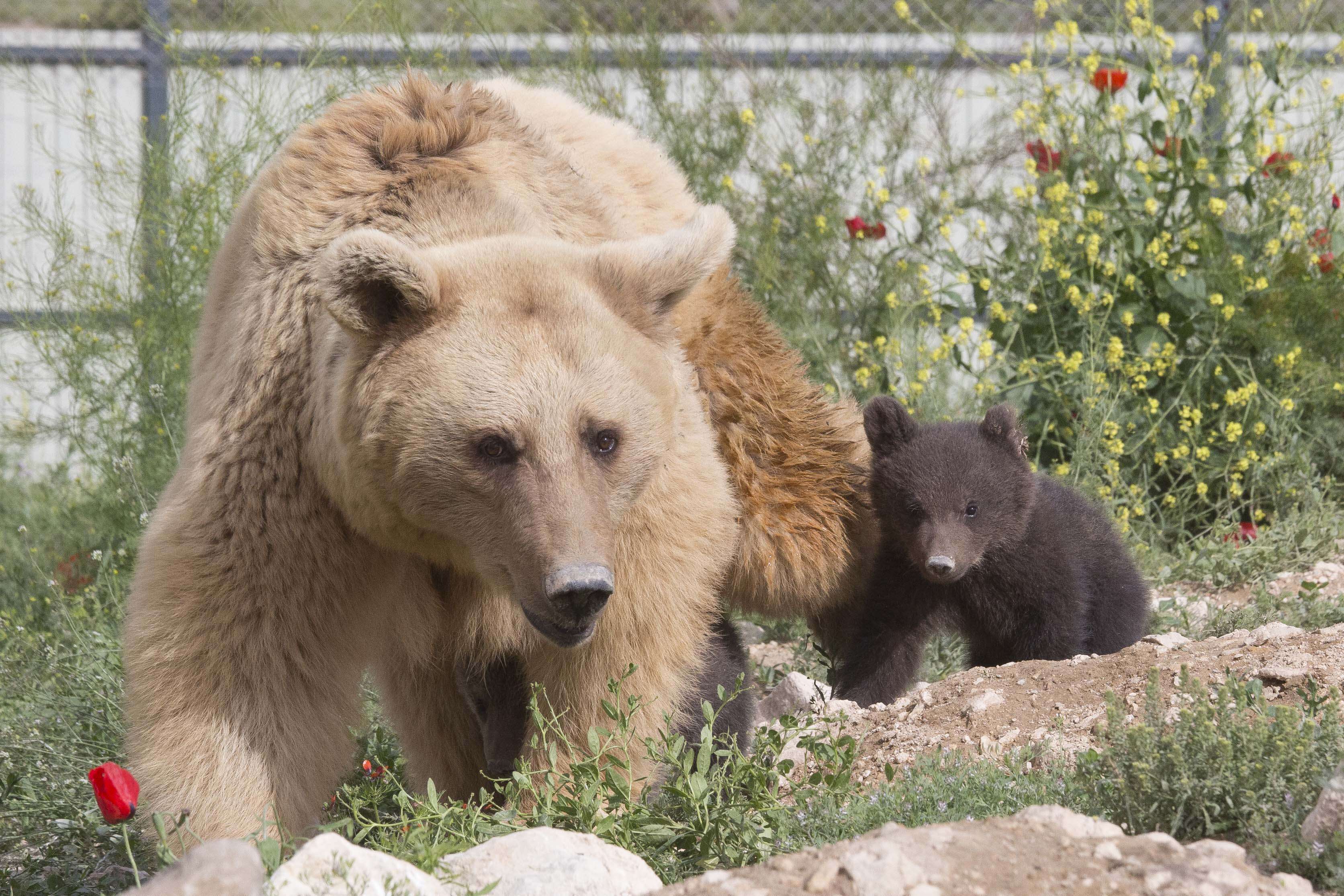 bear rescue cub sanctuary