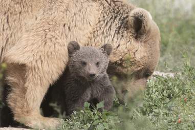 bear rescue armenia