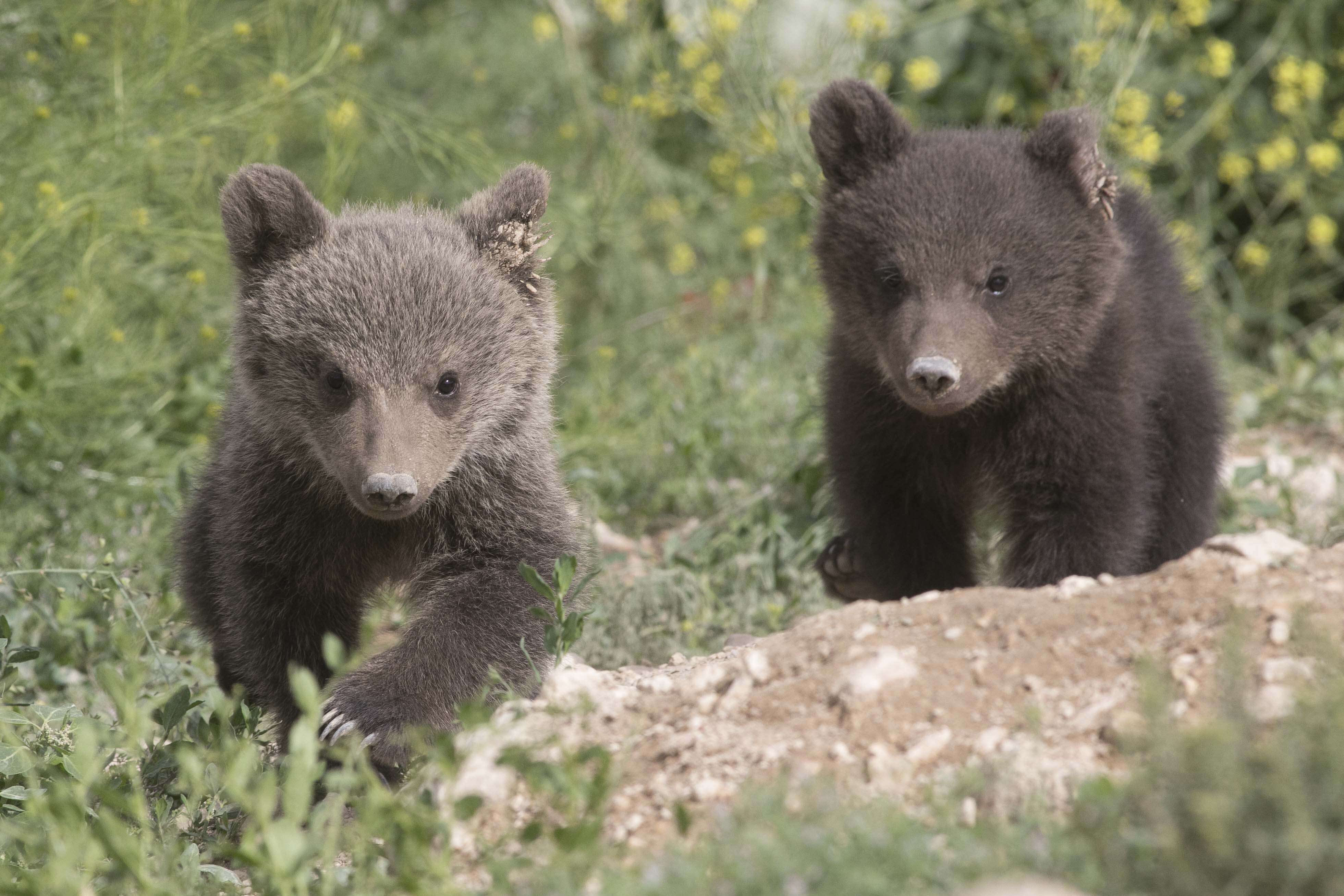 bear rescue cubs armenia