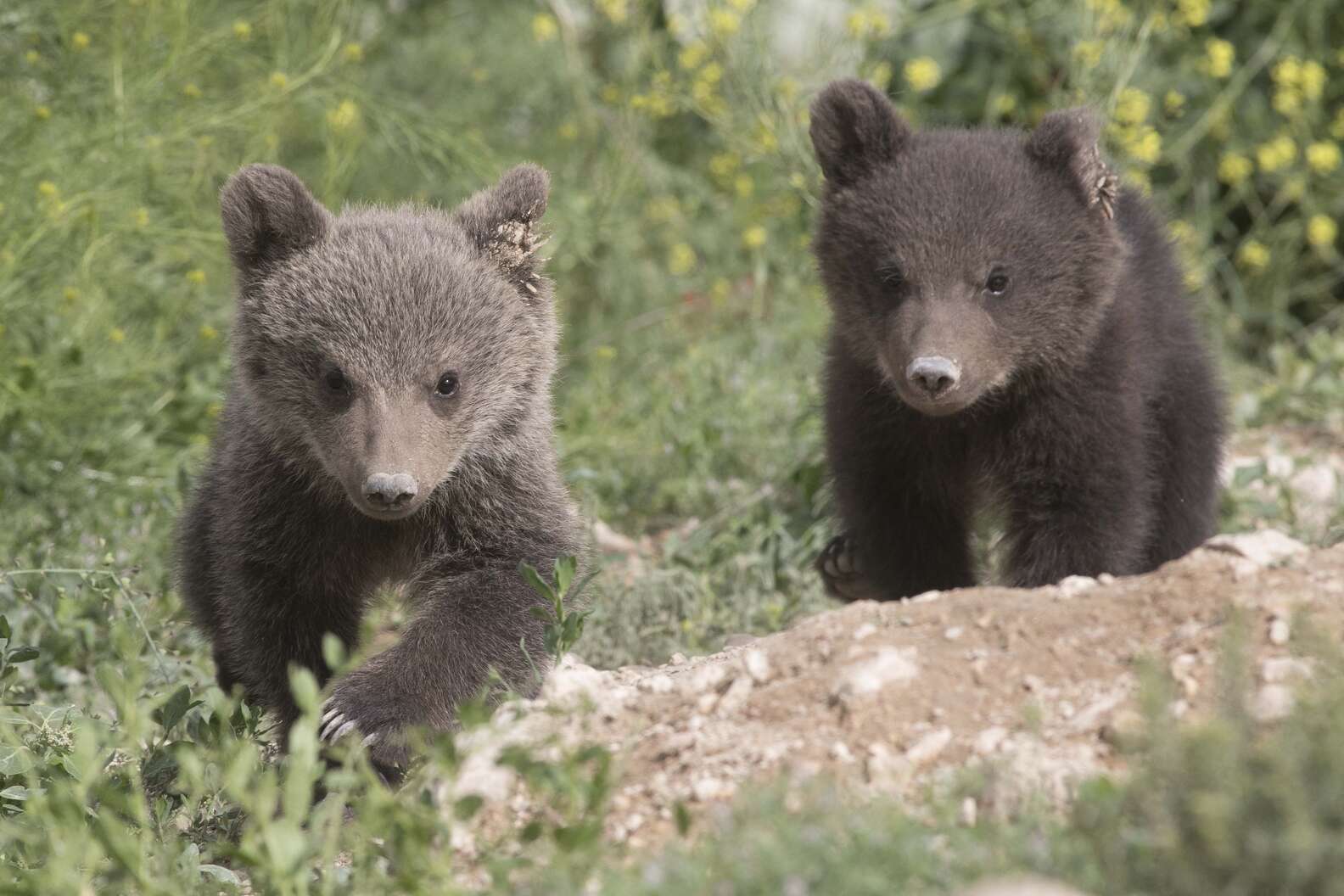 Bear Kept In Cage For 10 Years Surprises Rescuers With Cubs - The Dodo