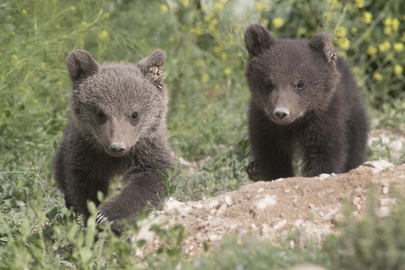 bear rescue cubs armenia