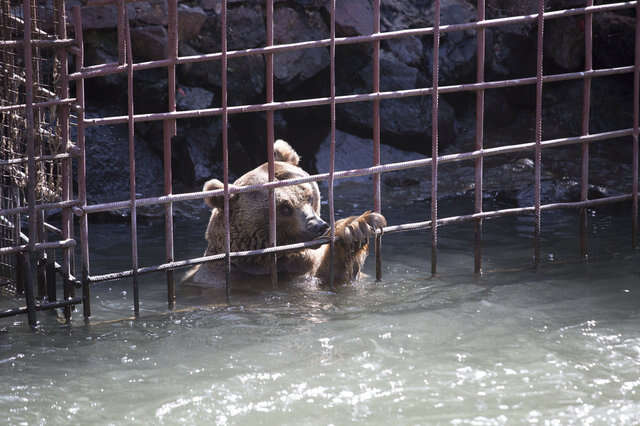bear cage rescue cubs armenia