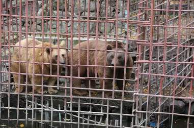 bears armenia rescue restaurant