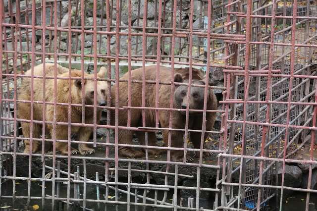 bears armenia rescue restaurant