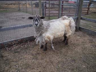 Sheep with shorn fleece