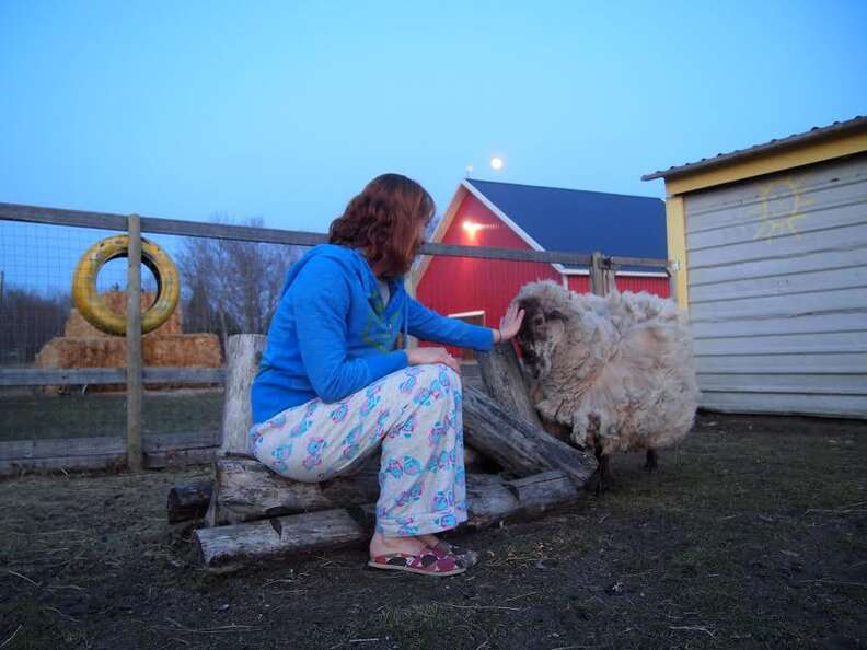 Woman comforting sheep