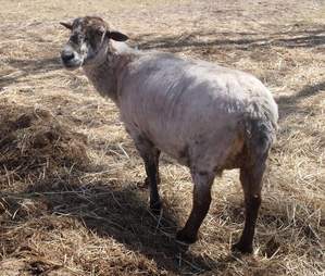 Sheep with newly shorn fleece