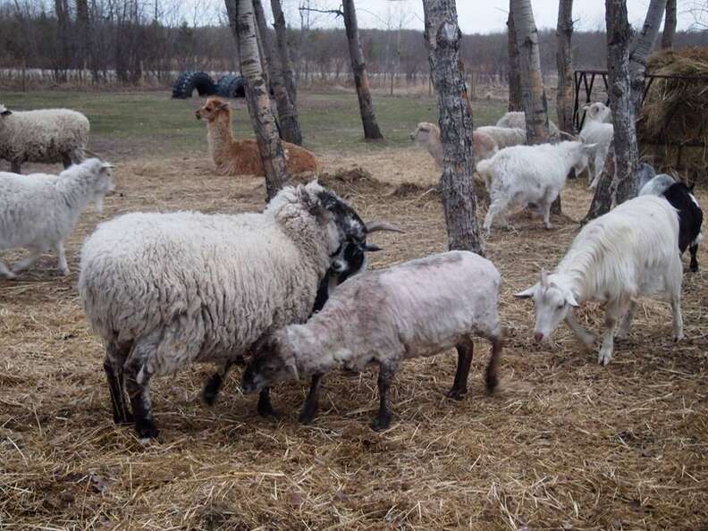 Sheep getting to know other sheep at a sanctuary