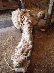 Sheep getting fleece shorn