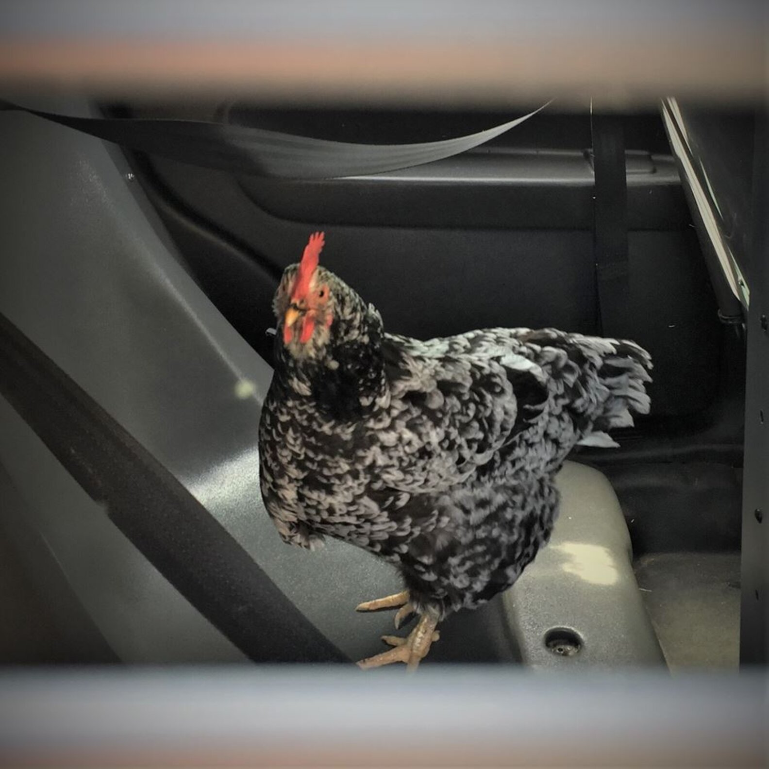 Portland Cop Arrests 'Jaywalking' Chicken Found Near Busy Road - The Dodo