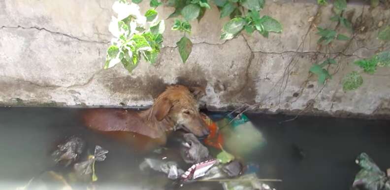 dog falls into a well