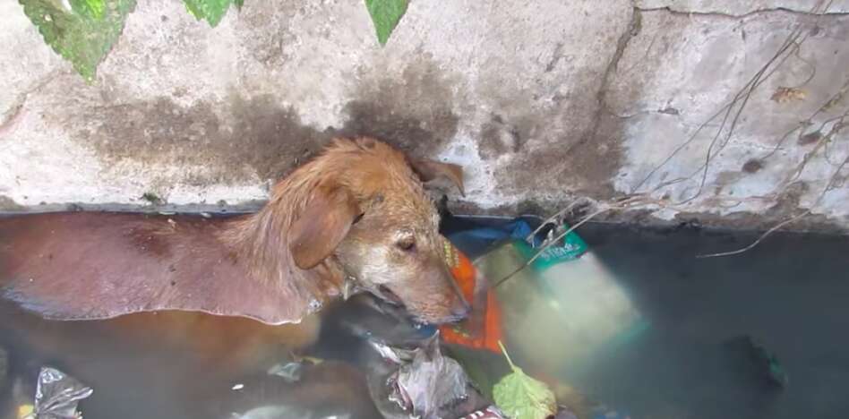 dog trapped in a well