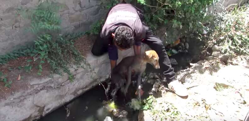 dog falls into well