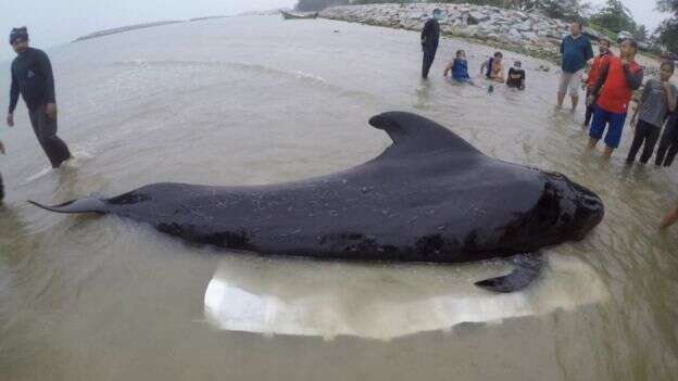 whale death litter ocean garbage