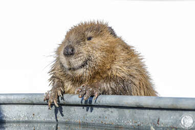 male beaver found in stormdrain