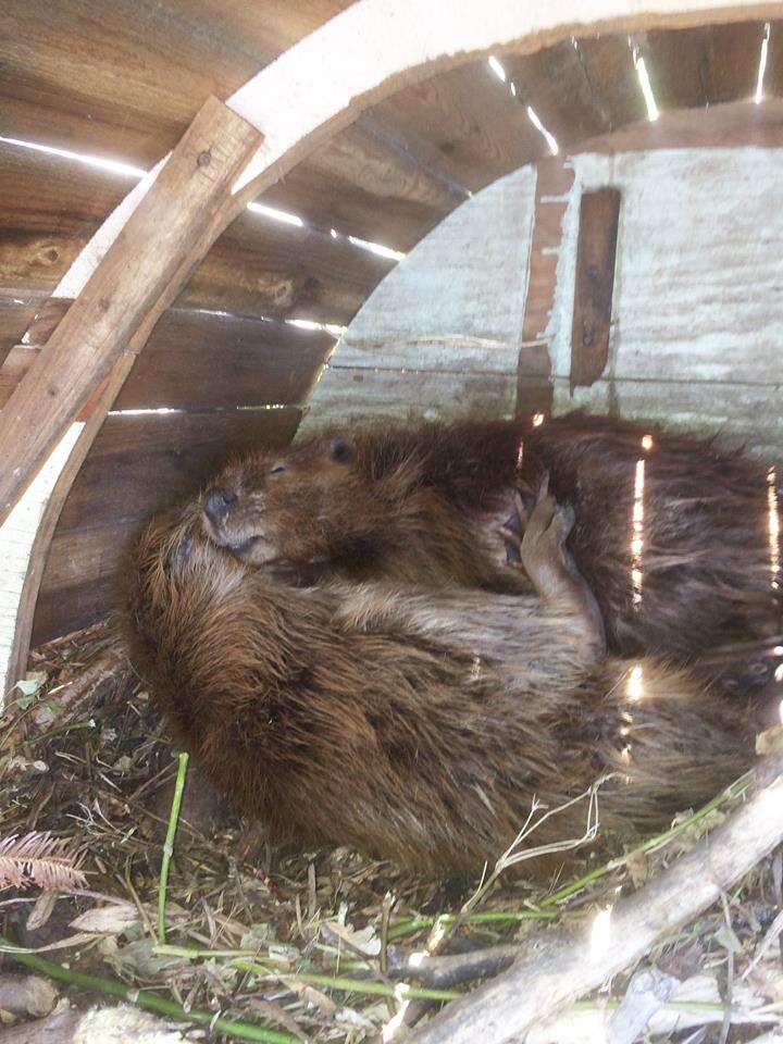 rescued beavers sleeping together