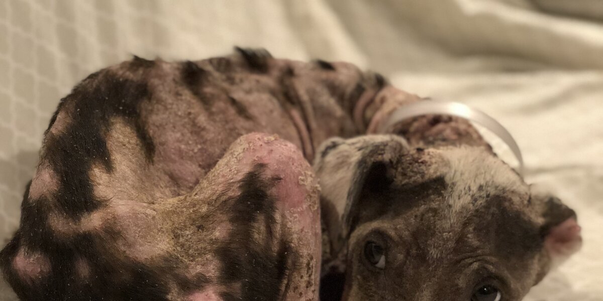 Starving Puppy With Mange Looks Completely Different Now - The Dodo