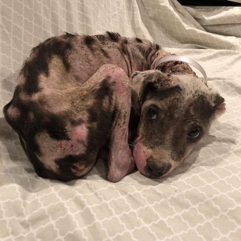 Dog with mange curled up on the bed