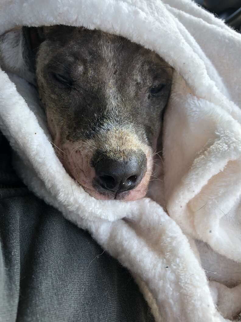 Rescued dog snuggled up in blanket