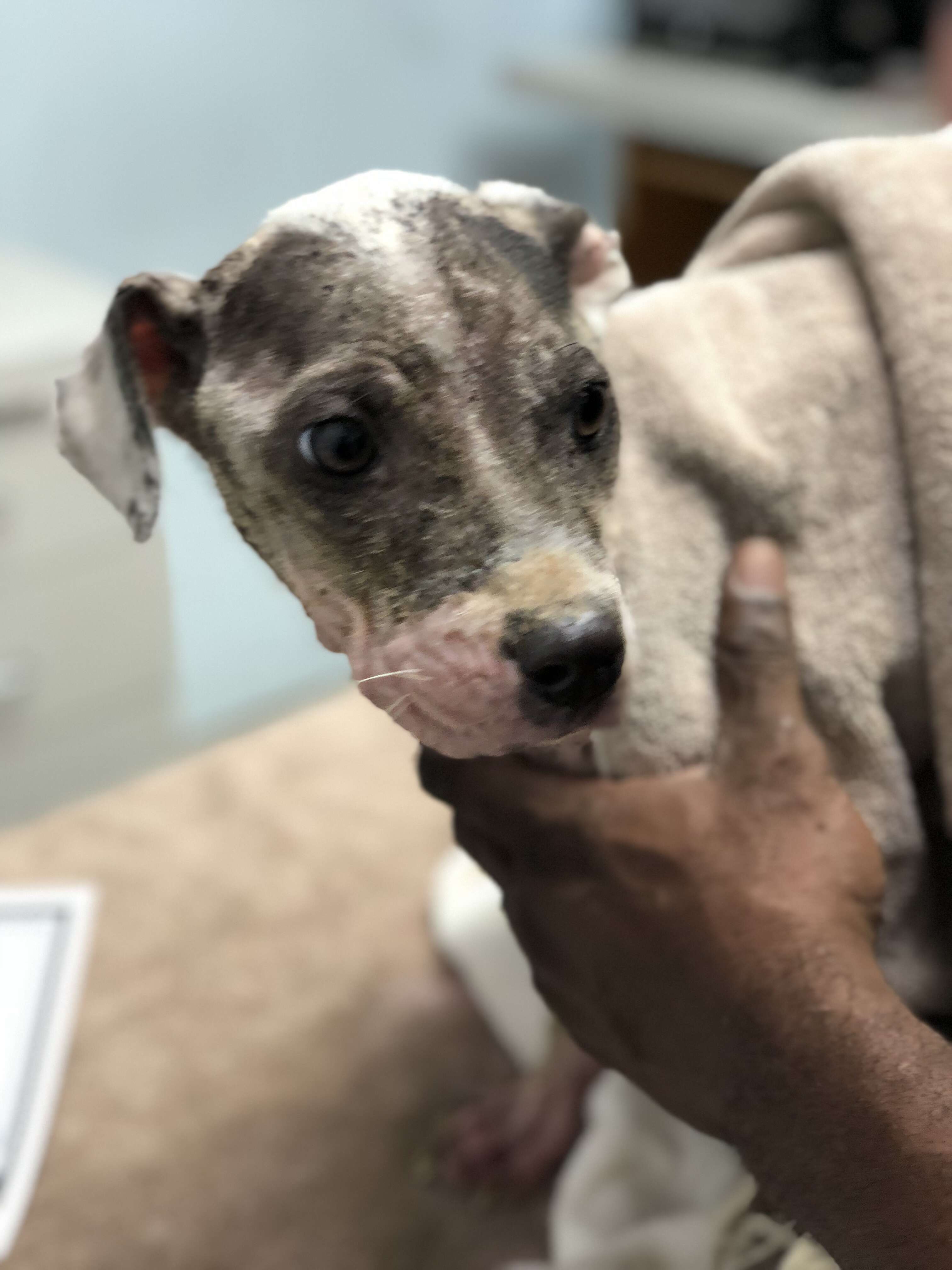 Person holding dog with mange