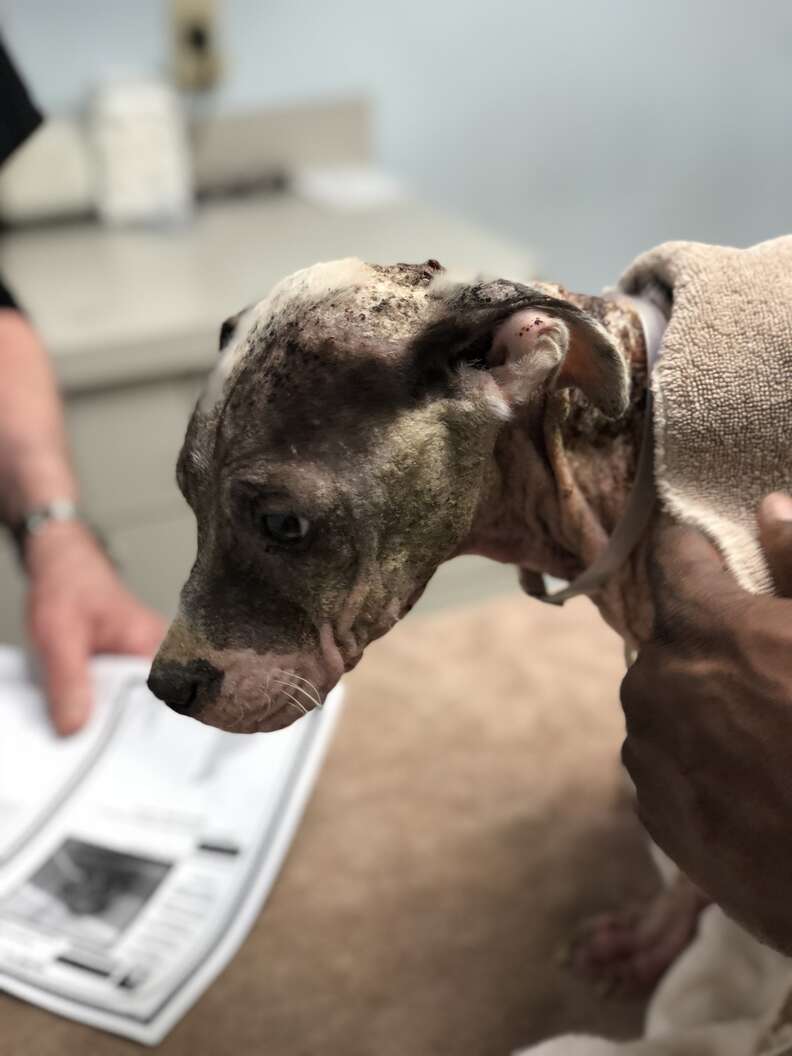 Puppy with mange