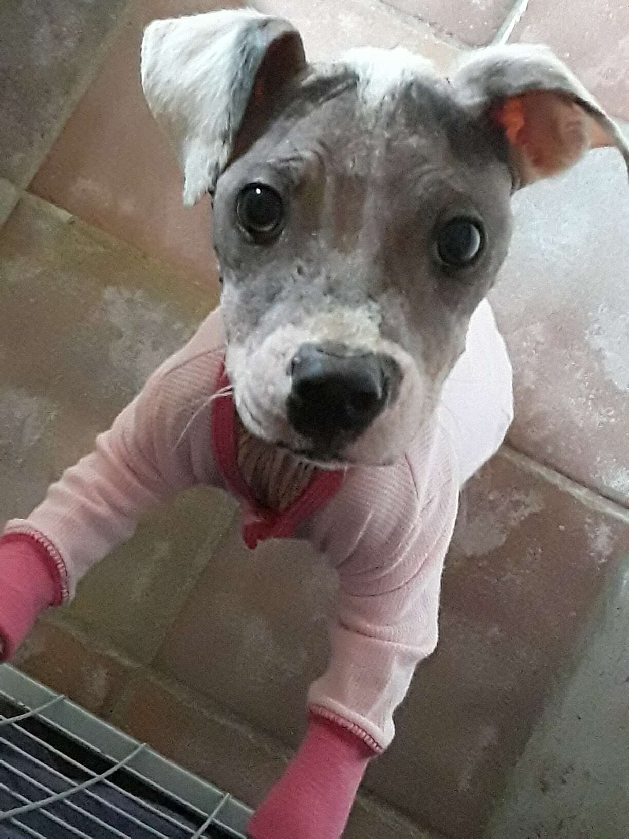 Dog with onesie on