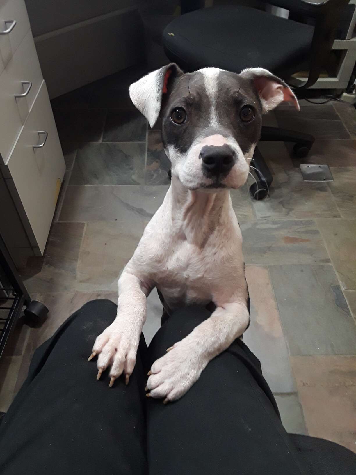 Dog with mange has fully recovered