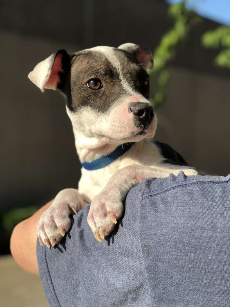 Person holding dog over his shoulder