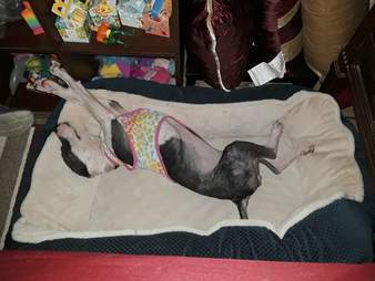 Dog lying on her back