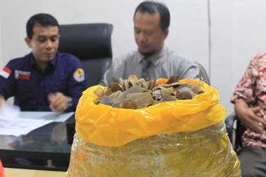 Indonesia police bust pangolin smugglers