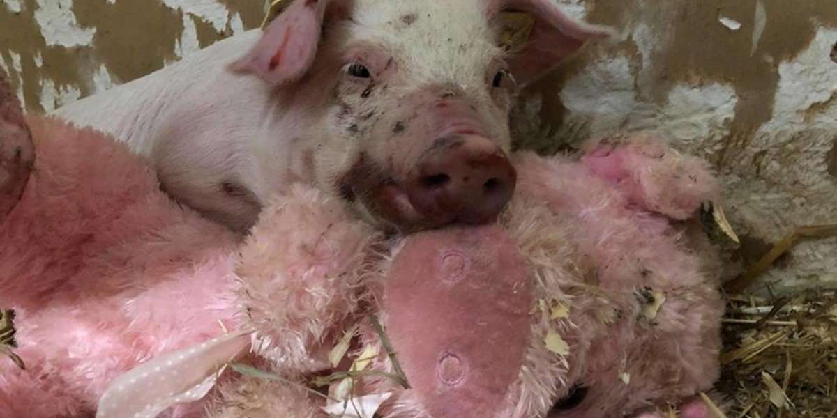 Piglet Who Fell From Truck In Iowa Snuggles With Stuffed Animal - The Dodo