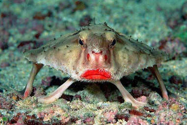 The red-lipped batfish